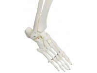 Standaard Skelet, 170 cm